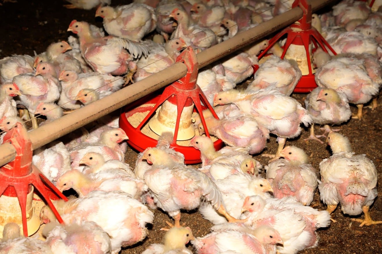 Proposta surge em meio ao crescimento da produção de aves em MS - Reprodução/Agência de Notícias MS Proposta surge em meio ao crescimento da produção de aves em MS - Reprodução/Agência de Notícias MS