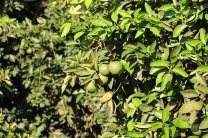 Expansão de pomares colocam o Estado em nova rota da produção de laranja - Foto:  Mairinco de Pauda
