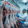 carcaças de boi penduradas em câmara fria, funcionários com EPIs ao fundo e etiquetas de exportação visíveis em algumas peças