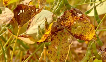 De acordo com a Empresa Brasileira de Pesquisa Agropecuária (Embrapa), a ferrugem é considerada uma das doenças mais severas. (Foto: Divulgação)