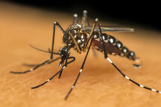 o mosquito Aedes aegypti é o mesmo transmissor da dengue e da chikungunya - Foto : Arquivo 