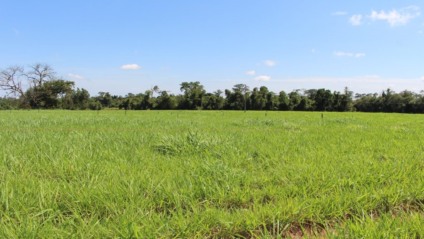 (Foto: Reprodução/ Embrapa)