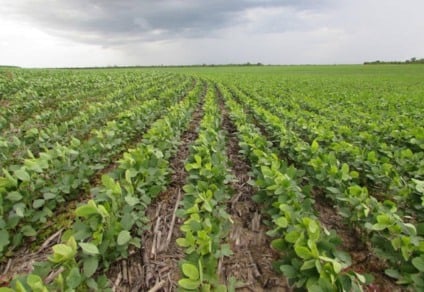 O mês de dezembro é estratégico para a cultura da soja em Dourados / Foto: Arquivo/Hedio Fazan/Reprodução