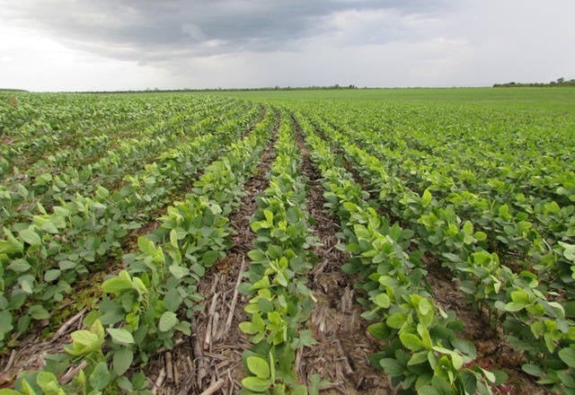 O mês de dezembro é estratégico para a cultura da soja em Dourados / Foto: Arquivo/Hedio Fazan/Reprodução