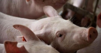 Reconhecimento sem vacinação amplia confiança de mercados internacionais - Foto: Divulgação/Acrissul