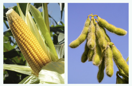 Estado exportou 1,8 milhão de toneladas de milho e 5,7 milhões de soja - Foto: Reprodução/Semadesc