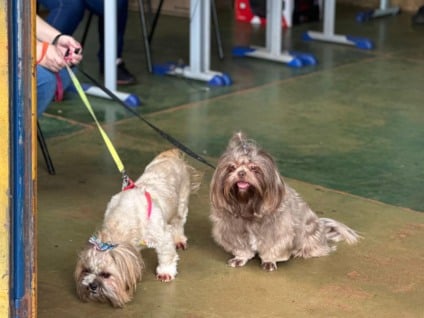 Caravana da Castração inicia os atendimentos de 2026 em MS — Foto: Governo de Mato Grosso do Sul