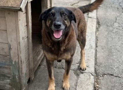 Cachorro Orelha morreu após sofrer agressão brutal em Santa Catarina (Foto: Divulgação)