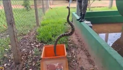 PMA de Três Lagoas captura cascavel adulta em empresa