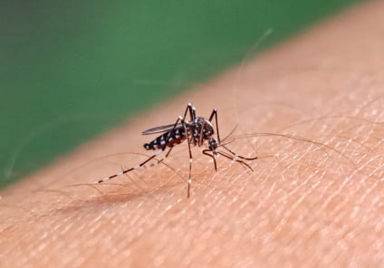 Mato Grosso do Sul registrou os primeiros casos confirmados de dengue em 2026; vacinação segue para crianças e adolescentes. - Foto: Divulgação. 
