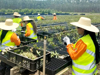 Setor de Serviços puxa emprego em Três Lagoas; mulheres e jovens lideraram contratações em 2025