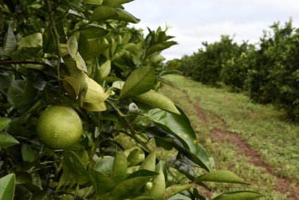 Produtores de citros de Mato Grosso do Sul devem ficar atentos. - Foto: Comunicação Semadesc