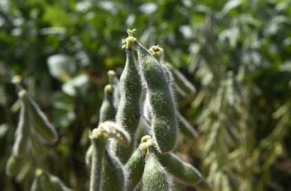 Produtores rurais de Mato Grosso do Sul ainda precisam finalizar o cadastro do plantio da safra 2025/2026 de soja junto à Iagro - Foto: Divulgação/ Governo de MS