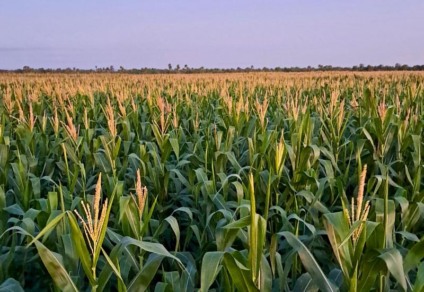 Grãos produzidos em Mato Grosso do Sul abastecem mercados internacionais e impulsionam a economia estadual. - Foto: Reprodução Aprosoja. 
