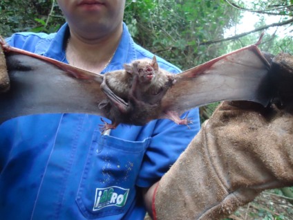 Manejo inadequado pode agravar a situação - Foto: Reprodução/Iagro