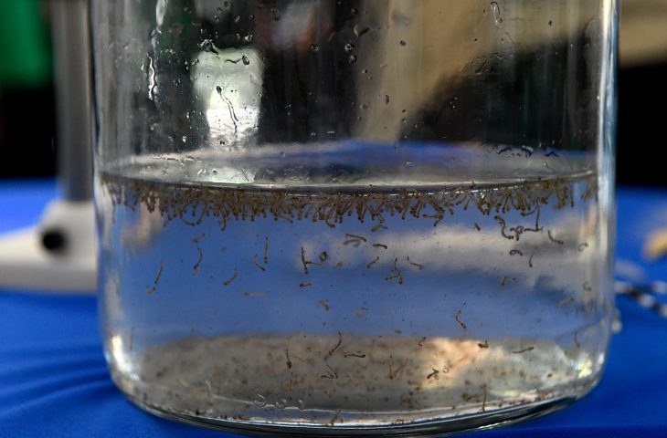 Estado soma 14 casos confirmados de dengue - Reprodução/SES Estado soma 14 casos confirmados de dengue - Reprodução/SES