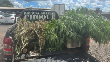 Polícia Militar apreendeu pés de maconha, droga embalada e equipamentos usados no cultivo e preparo do entorpecente - Foto: Divulgação/Batalhão de Choque