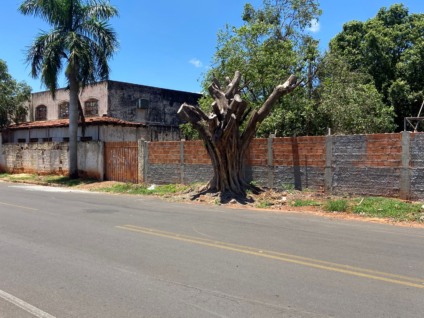 Nova Lei Federal sobre poda e corte de árvores já é aplicada em Três Lagoas, informa secretaria