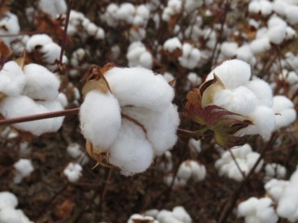 Cadastro das áreas de algodão é exigência sanitária para controle do bicudo e manutenção da produção em MS - Foto: Divulgação/Semadesc