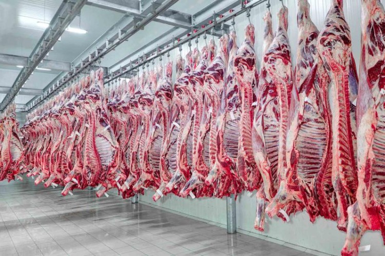 Brasil já exportou mais carne bovina do que em todo janeiro de 2025. - Foto: Reprodução / Divulgação. Brasil já exportou mais carne bovina do que em todo janeiro de 2025. - Foto: Reprodução / Divulgação.