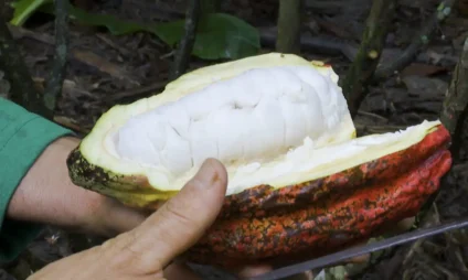 Relatório projeta superávit de 287 mil toneladas em 2025/26 - Foto: Reprodução/TV Brasil