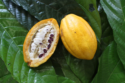 Mercado internacional de cacau deve encerrar ciclo de déficits e voltar ao superávit. - Foto: Divulgação. 