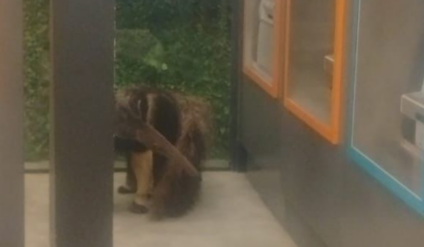 Animal foi captura sem ferimentos Foto: PMA