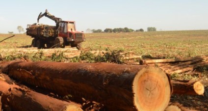 Estado soma 1,89 milhão de hectares cultivados com eucalipto - Foto: Reprodução/Acrissul