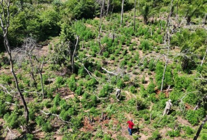 A operação foi no Departamento de Concepción, em uma área conhecida como Tapytangua, na cidade de Yby Yaú, que está há pouco mais de 100 km da fronteira do país com o Brasil, em Mato Grosso do Sul. (Foto: Divulgação/Senad)