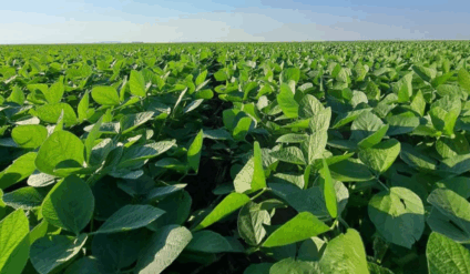 Analista aponta risco de margens no vermelho na safra 25/26 Foto: Aprosoja MS