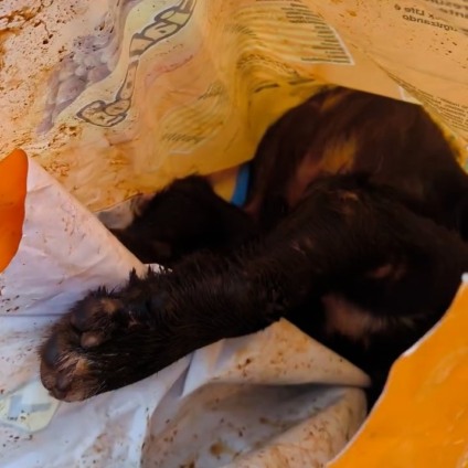 Animal foi encontrado ferido na BR-267 dentro de um saco de ração - Foto: Reprodução/Redes Sociais