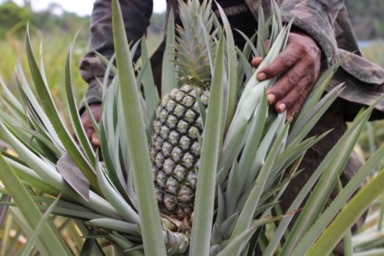 Safra em Sidrolândia cresce e garante preços valorizados. - Foto: Divulgação. 
