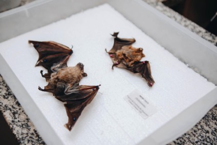 Sesau confirmou o primeiro caso de morcego contaminado com raiva dentro do perímetro urbano - Foto: Divulgação/Sesau