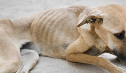 Perícia apontou indícios de crime Foto: Ilustrativa/ Petlove