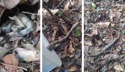 Animal não apresentava ferimentos aparentes Foto: PMA