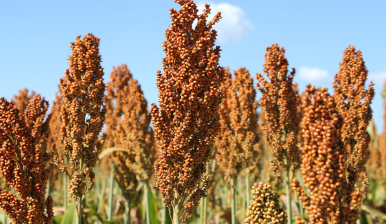 Avanço é resultado de melhoramento genético convencional, sem uso de transgenia Foto: Governo de MS Avanço é resultado de melhoramento genético convencional, sem uso de transgenia Foto: Governo de MS