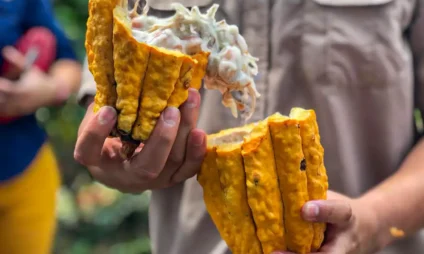 Após forte volatilidade e queda recente nos preços, setor tenta se reorganizar - Foto: Paula Laboissiêre/Agência Brasil