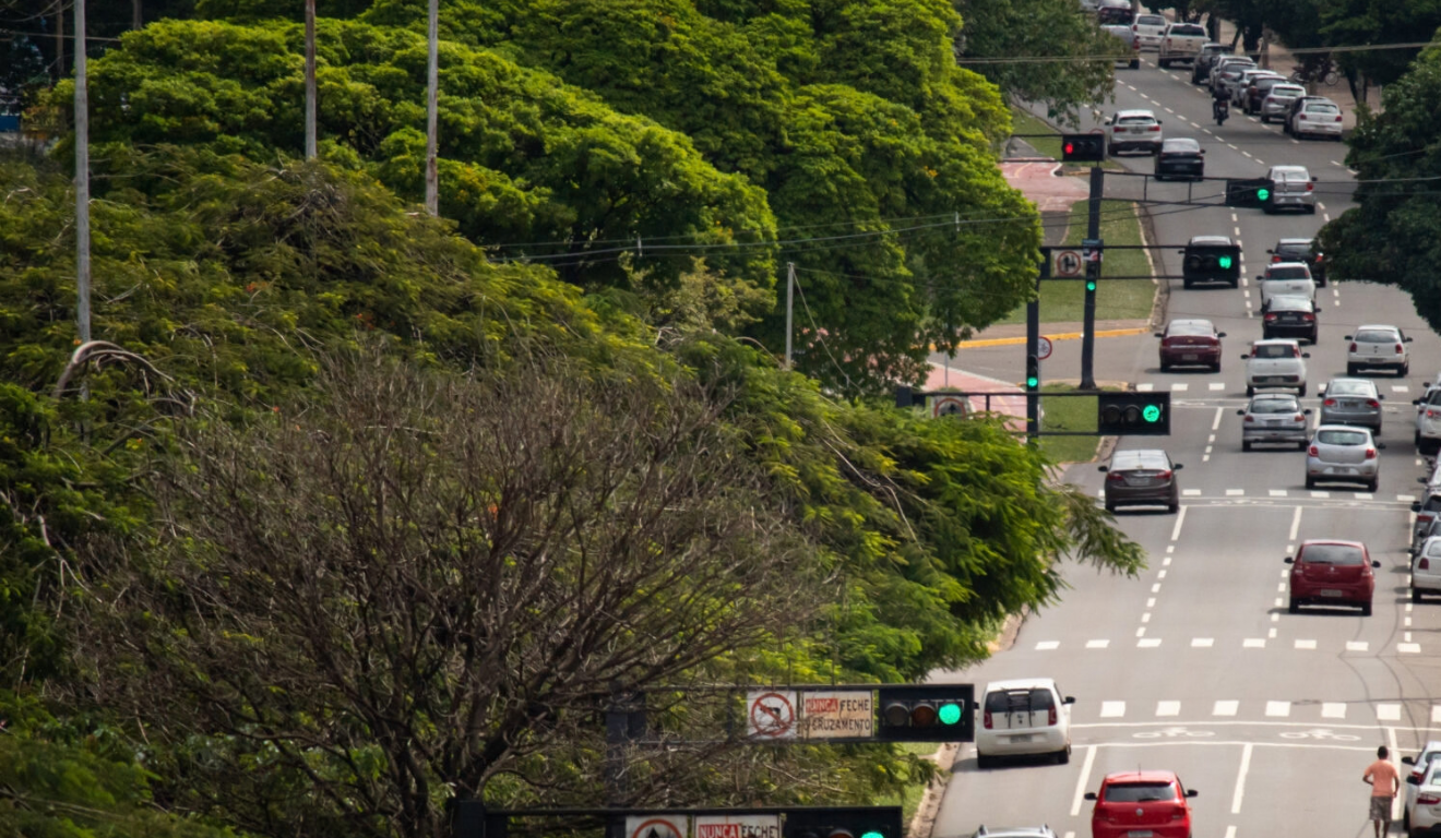 Uma árvore para cada cinco moradores: como a arborização urbana transforma a paisagem de Campo Grande