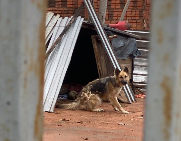 Operação policial resgata cães em situação de maus-tratos e prende tutores em municípios de Mato Grosso do Sul