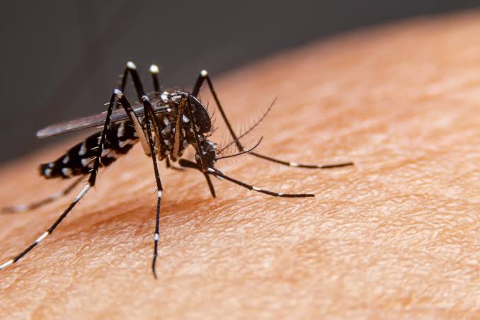 Mato Grosso do Sul registra 31 mortes por chikungunya e avança na vacinação contra a dengue