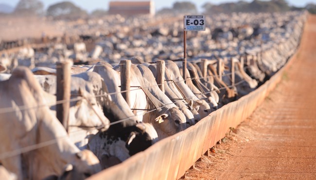O Confinamento bovino em Mato Grosso do Sul  