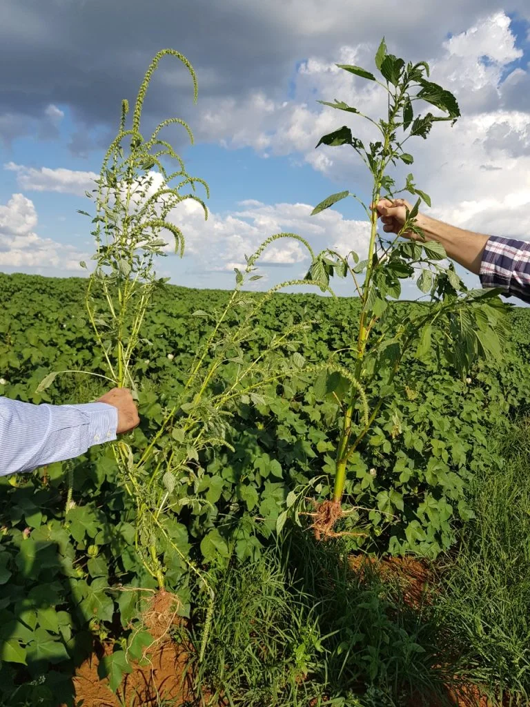 Plantas podem crescer dois a três centímetros por dia.